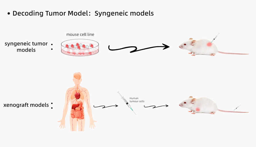 解码肿瘤模型研究：同源肿瘤移植模型