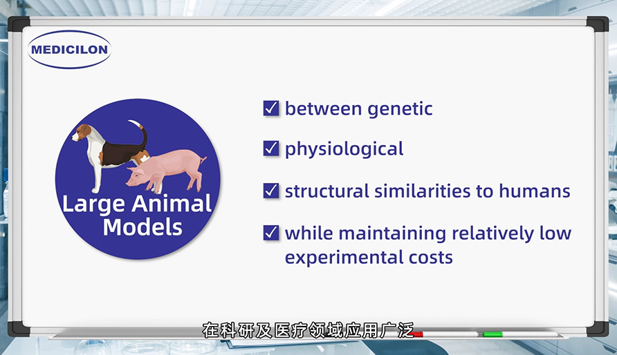 大型动物模型： 各种疾病研究的必要工具