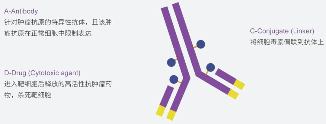 w66国际·利来抗体药物偶联物（ADC）研发服务平台.jpg